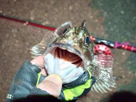 2022/01/18 南港ヘチ釣り