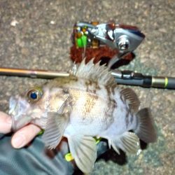 2022/01/19 南港ライトゲーム釣行