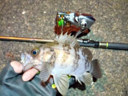 2022/01/19 南港ライトゲーム釣行