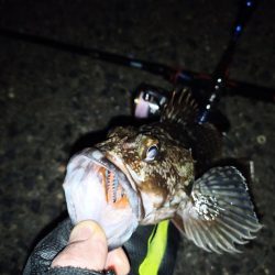 2022/01/21 南港ライトゲーム釣行