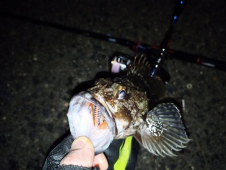 2022/01/21 南港ライトゲーム釣行