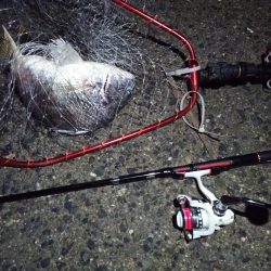 2022/01/22 南港ライトゲーム釣行