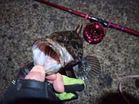 2022/01/24 南港ヘチ釣り