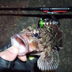 2022/01/25 南港ライトゲーム釣行