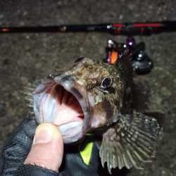 2022/01/28 南港ライトゲーム釣行