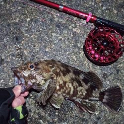 2022/01/30 南港ヘチ釣り(落とし込み)釣行