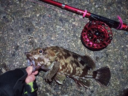 2022/01/30 南港ヘチ釣り(落とし込み)釣行