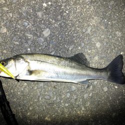 シーバス　初釣り