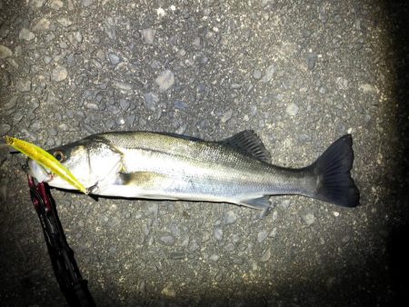 シーバス　初釣り