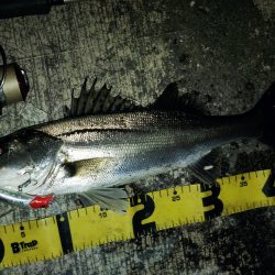 ぶらシーバス!!