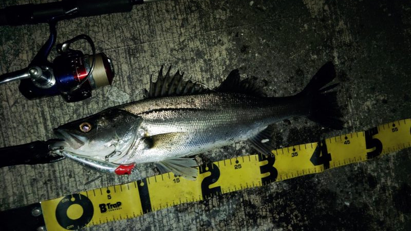 ぶらシーバス!!