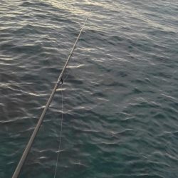 新年初詣調査❗