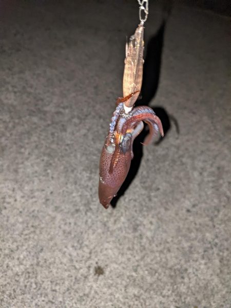 2杯でも楽しいライトエギング