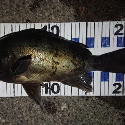 自己記録更新ならず!