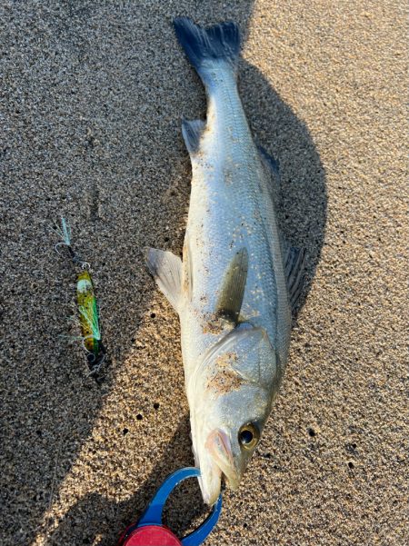 2022初シーバスは産卵期なのでサーフで！…