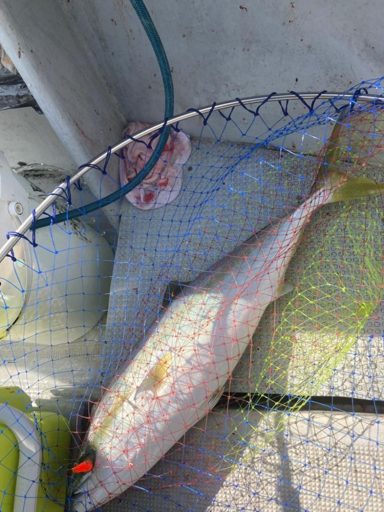 今年初ヒトツテンヤ