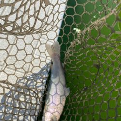 服部緑地　エリアトラウト