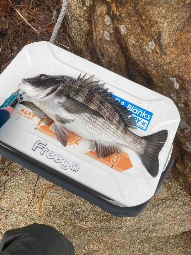 今年初激寒フカセ