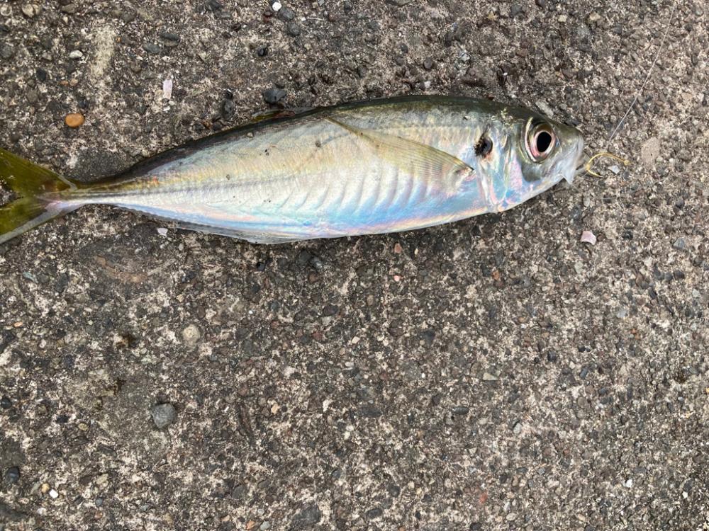 カゴ釣りリベンジ