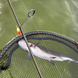 亀岡市　かめプー