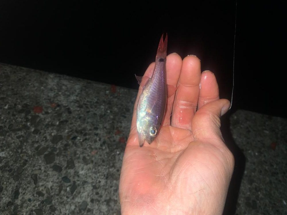 日曜堤防小物釣り