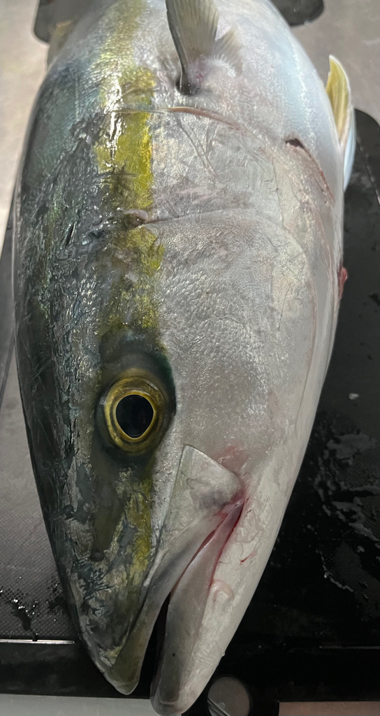 初ショア青物達成!