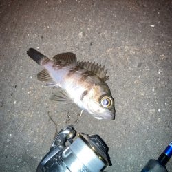 ウォーキングフィッシング