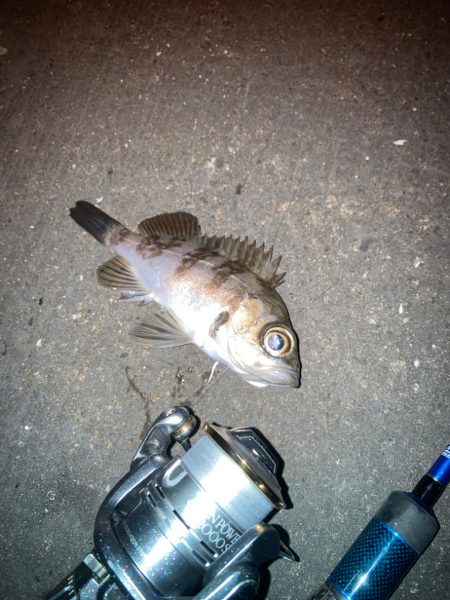 ウォーキングフィッシング