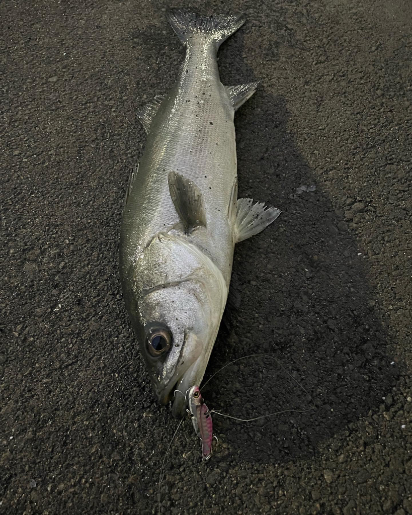 アフターシーバス