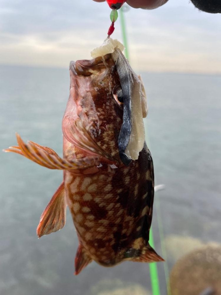 メバル狙いがガシラ祭りに