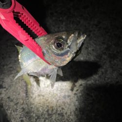 田ノ浦で夜中のカゴ釣り