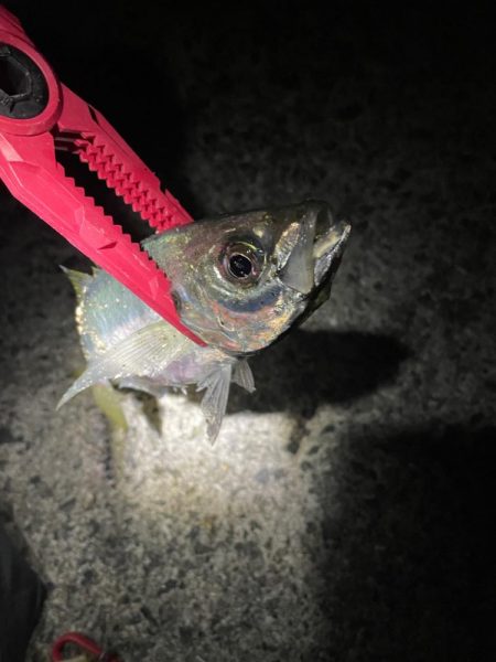 田ノ浦で夜中のカゴ釣り