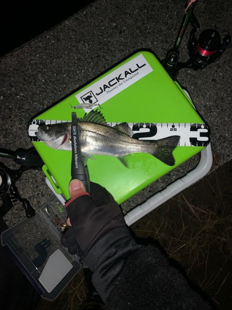 久しぶりの釣果UP♪