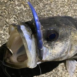 アフターに加え奇形かな…切なくなった。