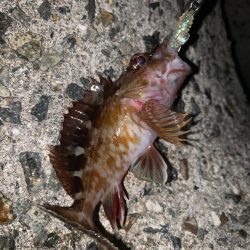 寒い時にはガッシー