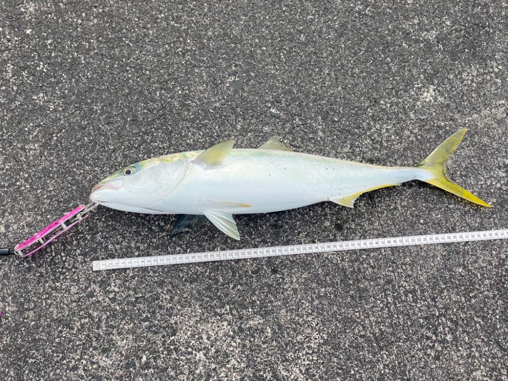 ナブラが消えたあと