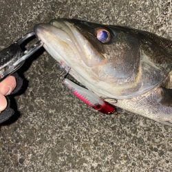 久々のシーバスちゃん