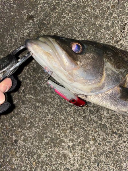 久々のシーバスちゃん