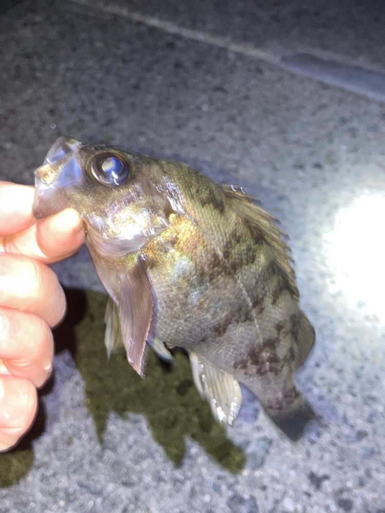 メバリングin明石