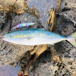 アジとイカと青物