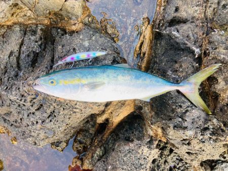 アジとイカと青物