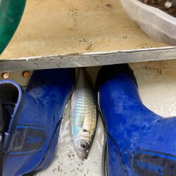 鬼アジ　チャレンジ