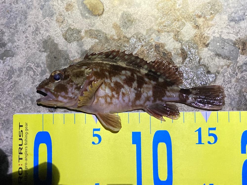 ライトゲームでメバル&ガシラ