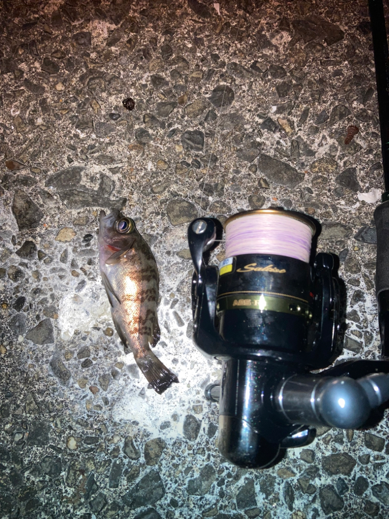 お散歩フィッシング