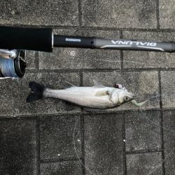 入魂出来ました