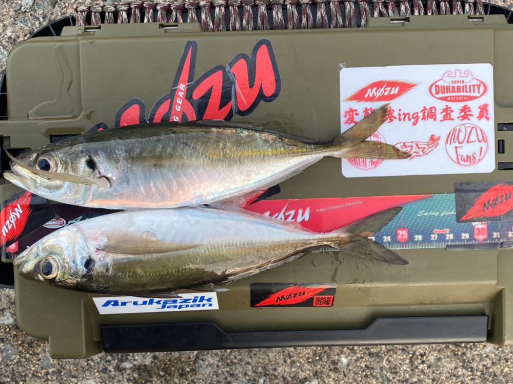 アジを探して朝活