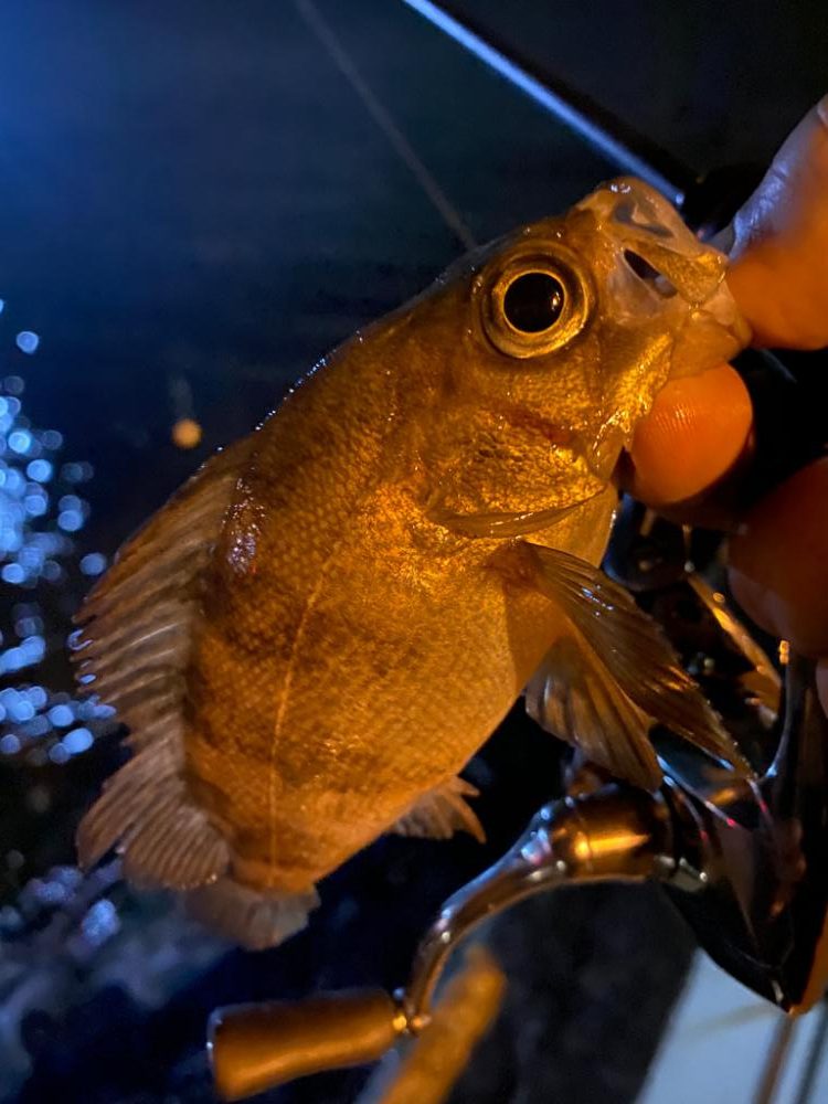 シャローフリークでメバリング