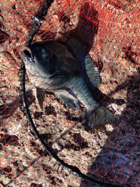 寒グレ  フカセ釣り