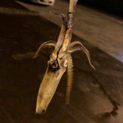 なかなか釣れない