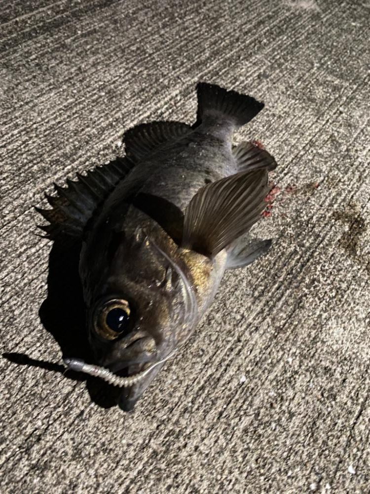 過去一のメバル!